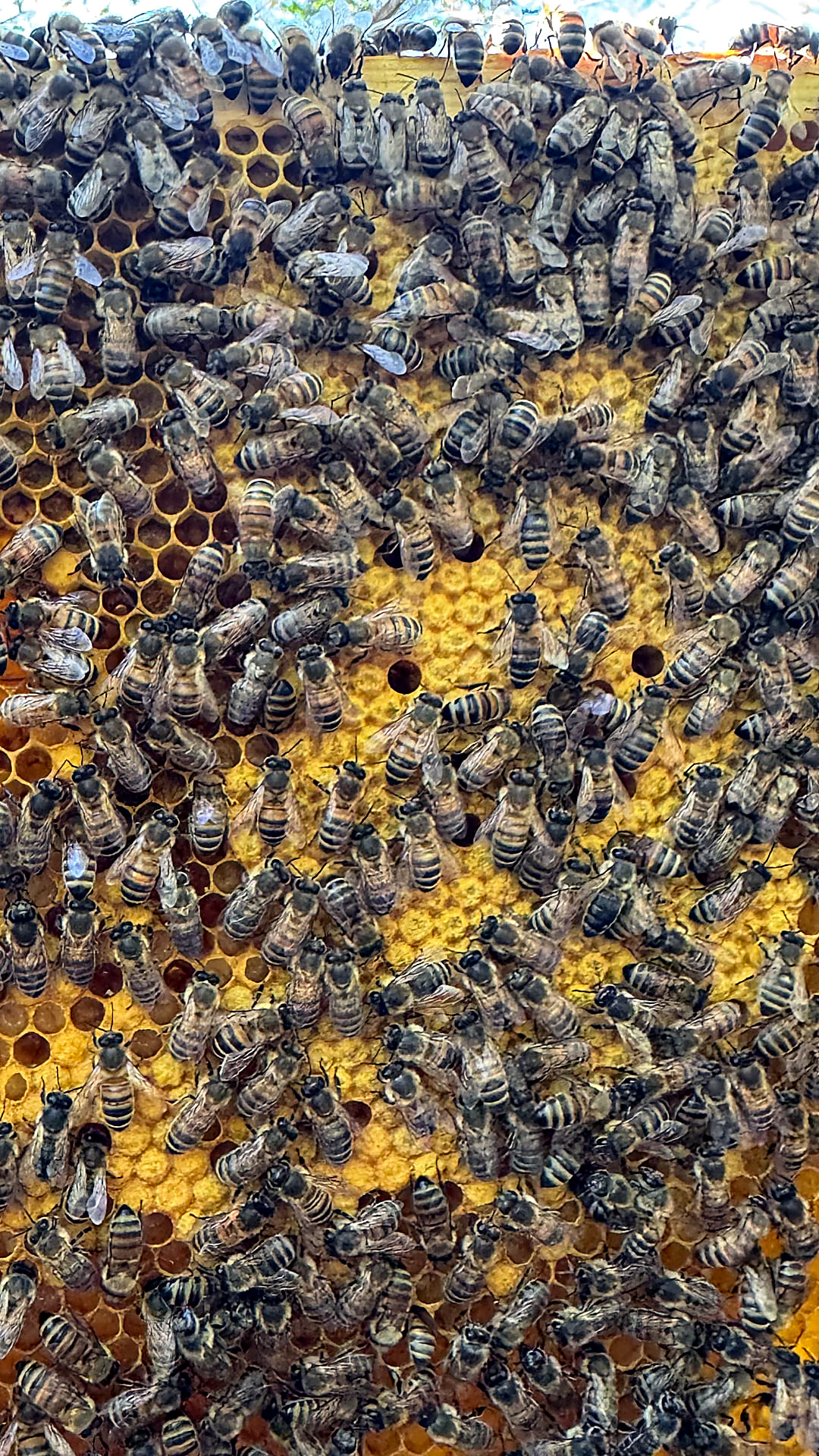 Nahaufnahme eines Wabenrähmchens, dicht besetzt mit Bienen