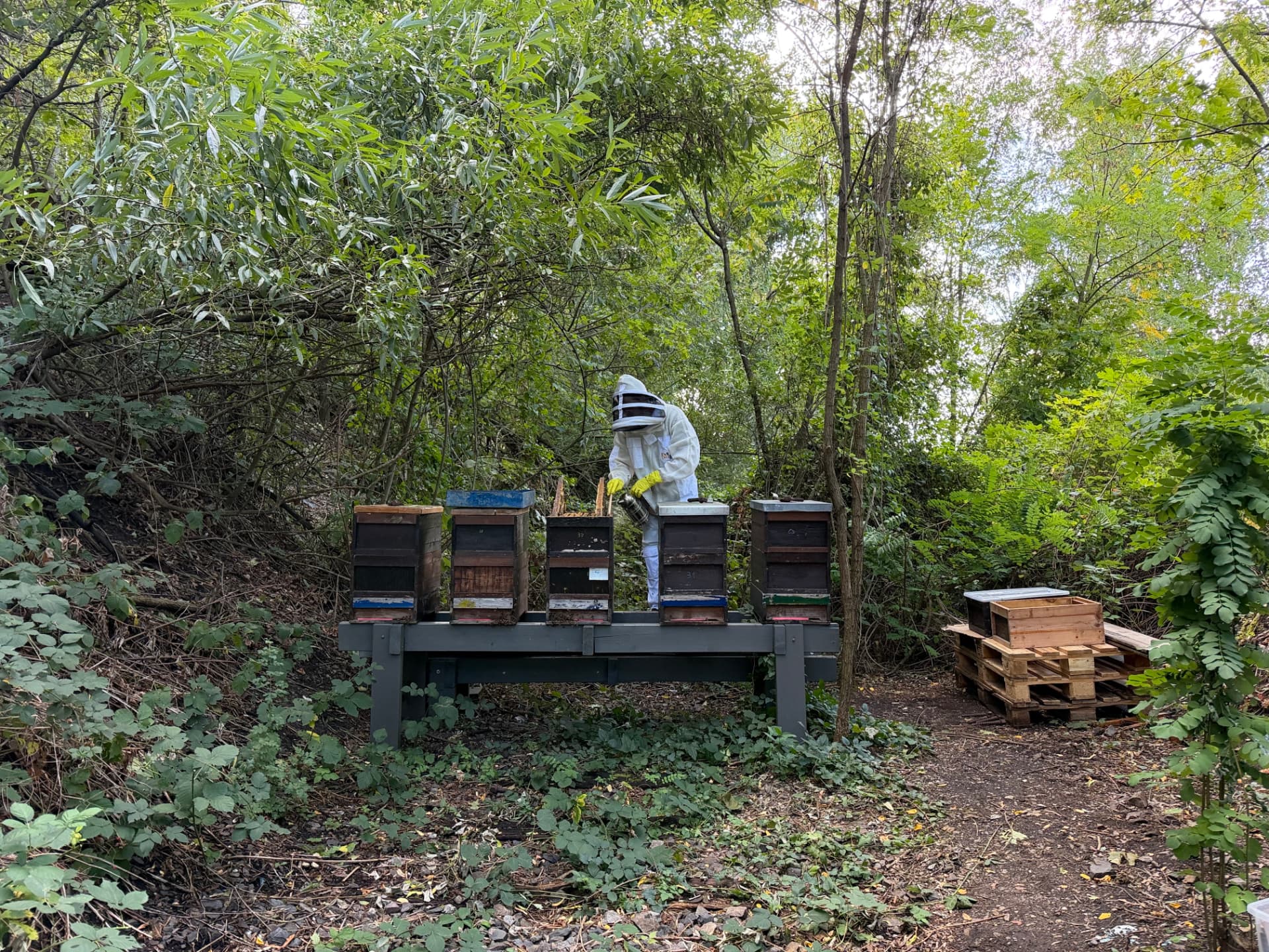 Unsere Bienenstöcke am Stadtpark Lichtenberg